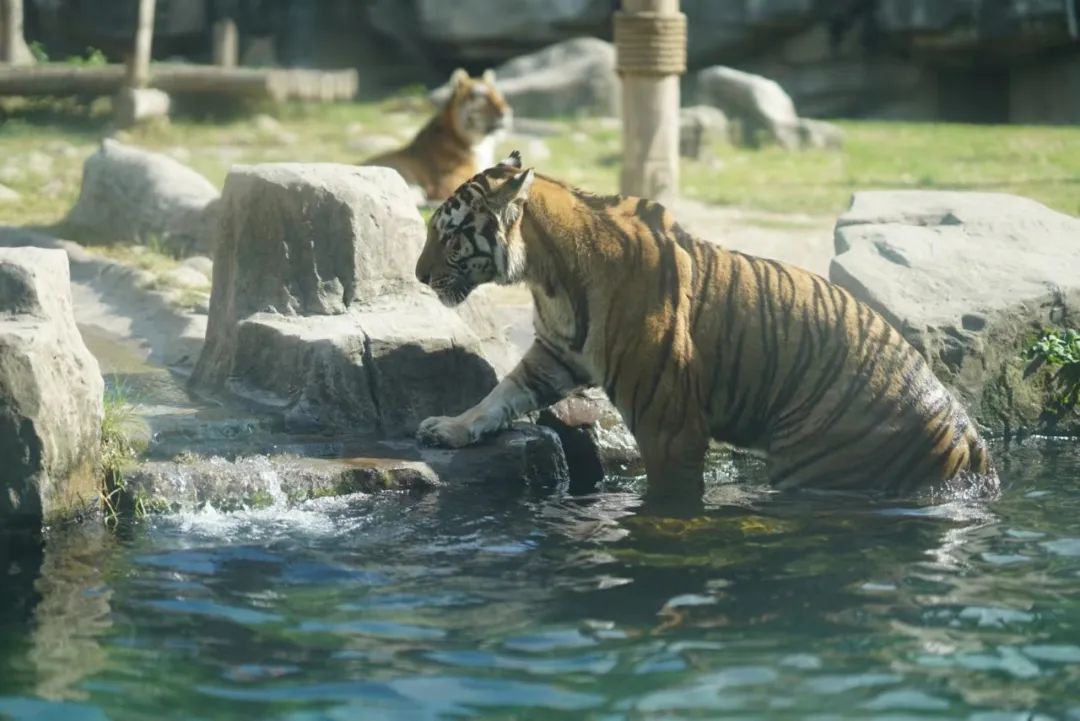 上海野生动物园建议周六周天去吗,上海野生动物园通玩一日游攻略
