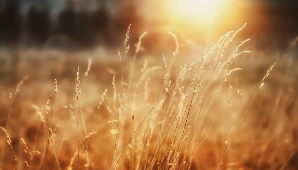 羊肉最温补的做法,羊肉驱寒保暖做法