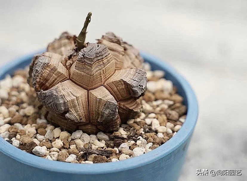 龟甲龙多长时间才能发根,南非龟甲龙先抽芽后发根吗