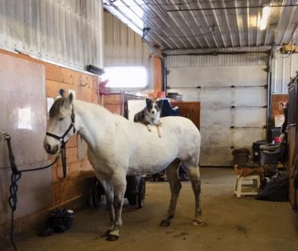 边牧和澳牧的混血狗狗,漂亮狗狗澳牧