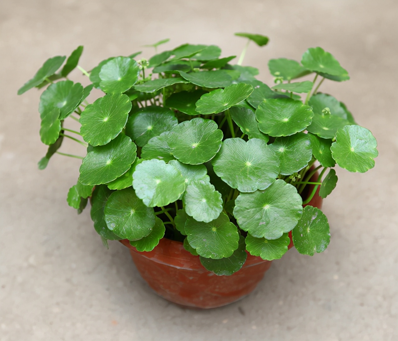 百花齐放春意浓群芳争艳,百花齐放喜迎新春