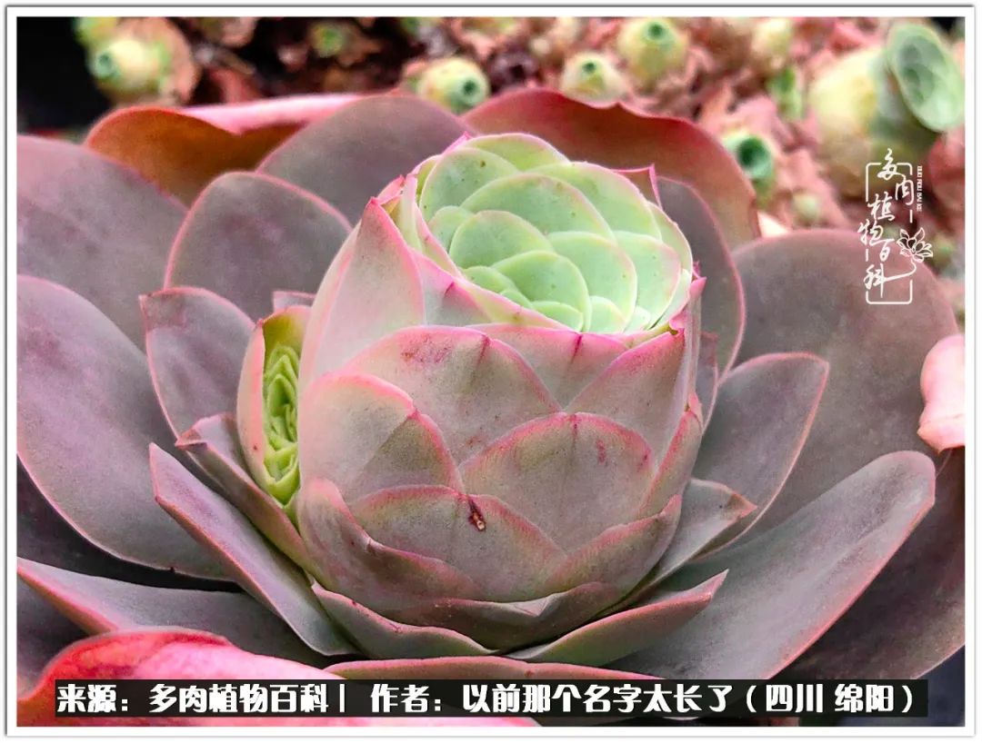 夏天山地玫瑰,小清新山地玫瑰