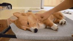 狗狗便便很臭全是血水,狗狗拉绿色便便很臭