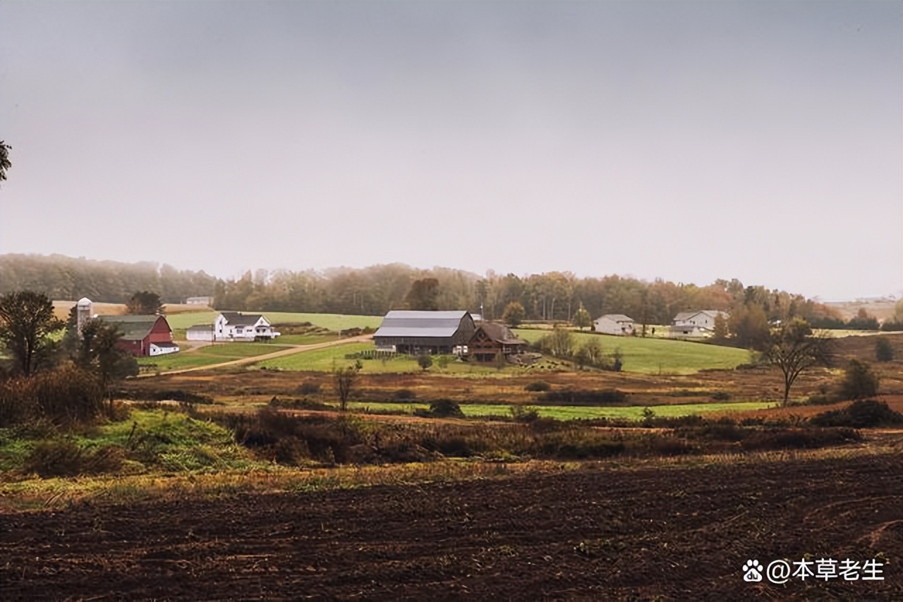 美国西洋参和中国西洋参有啥区别,美国产的西洋参好处是什么