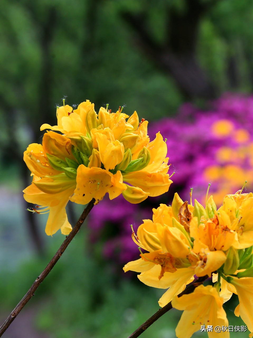 西湖的春天是旅行最美好的季节,走进西湖春天美景