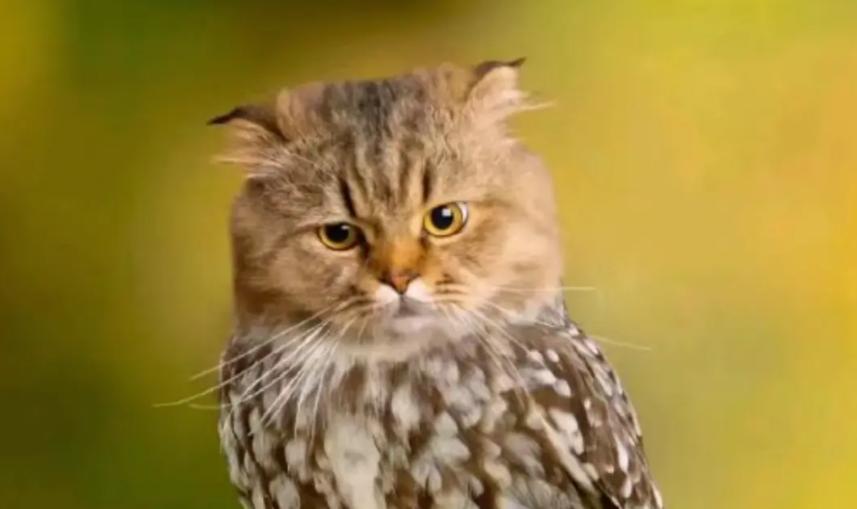 猫头鹰猫品种,像猫头鹰的猫咪是啥品种