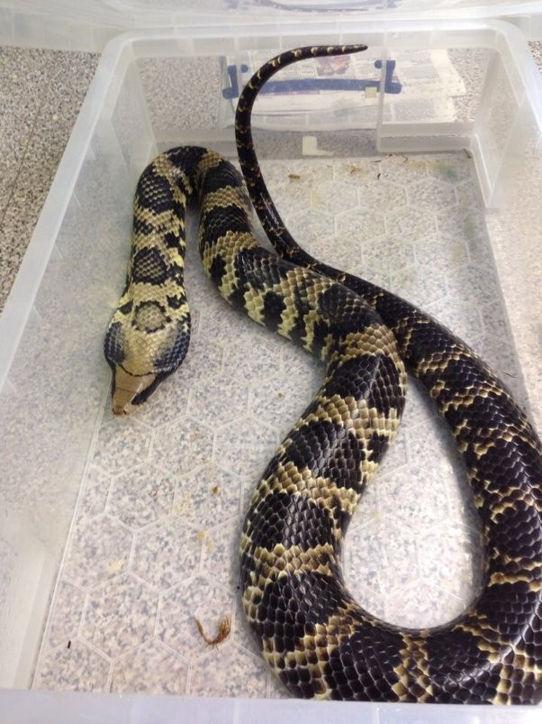 神奇的动物蛇的视频大全,神奇的动物蛇