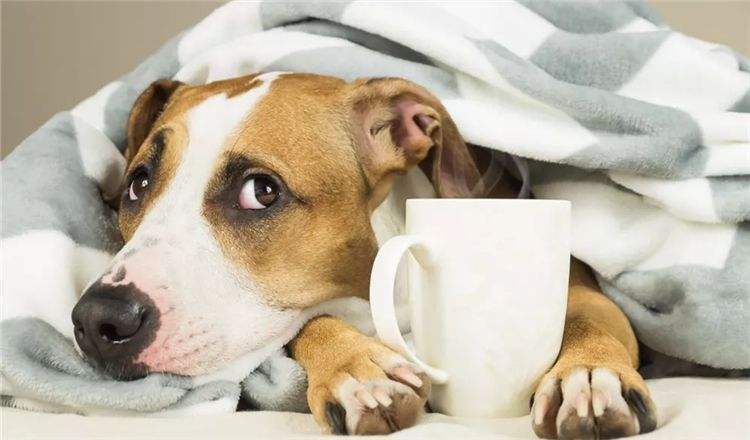 狗狗的一些动作说明狗狗生病了,这5个信号是狗狗生病的标志