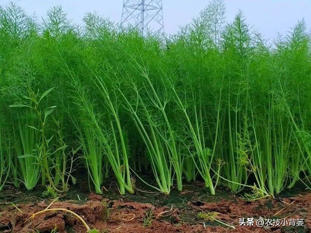 茴香的种植管理技术,茴香怎么种植小技巧简单