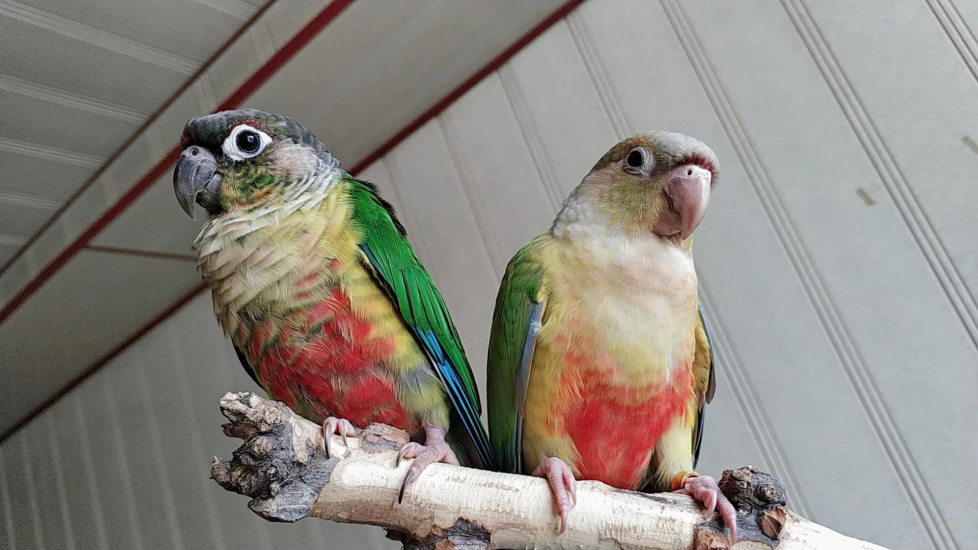 鹦鹉太粘人是什么感觉,怎么养鹦鹉很粘人