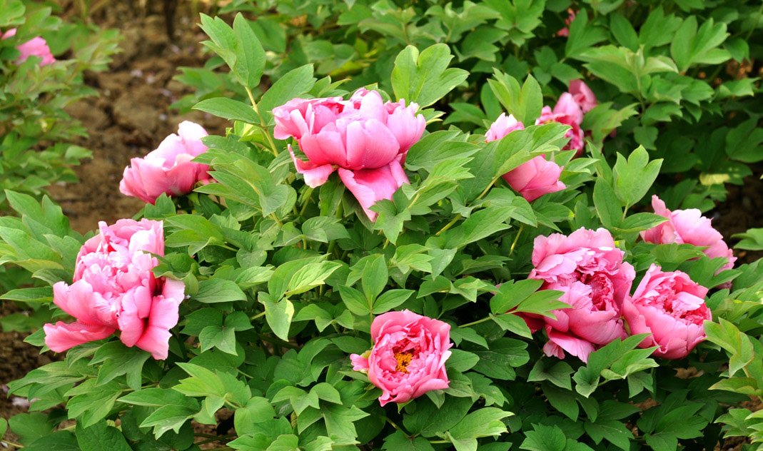 诗人张嵩诗歌作品选读塞上春早