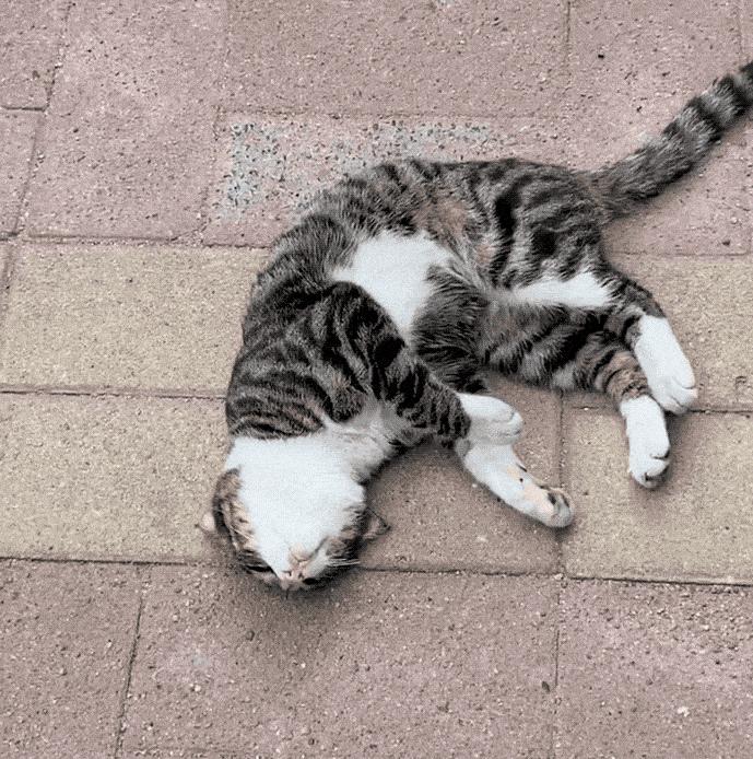 猫咪的寿命最多能活到多大呢,猫咪寿命排行榜之短命猫