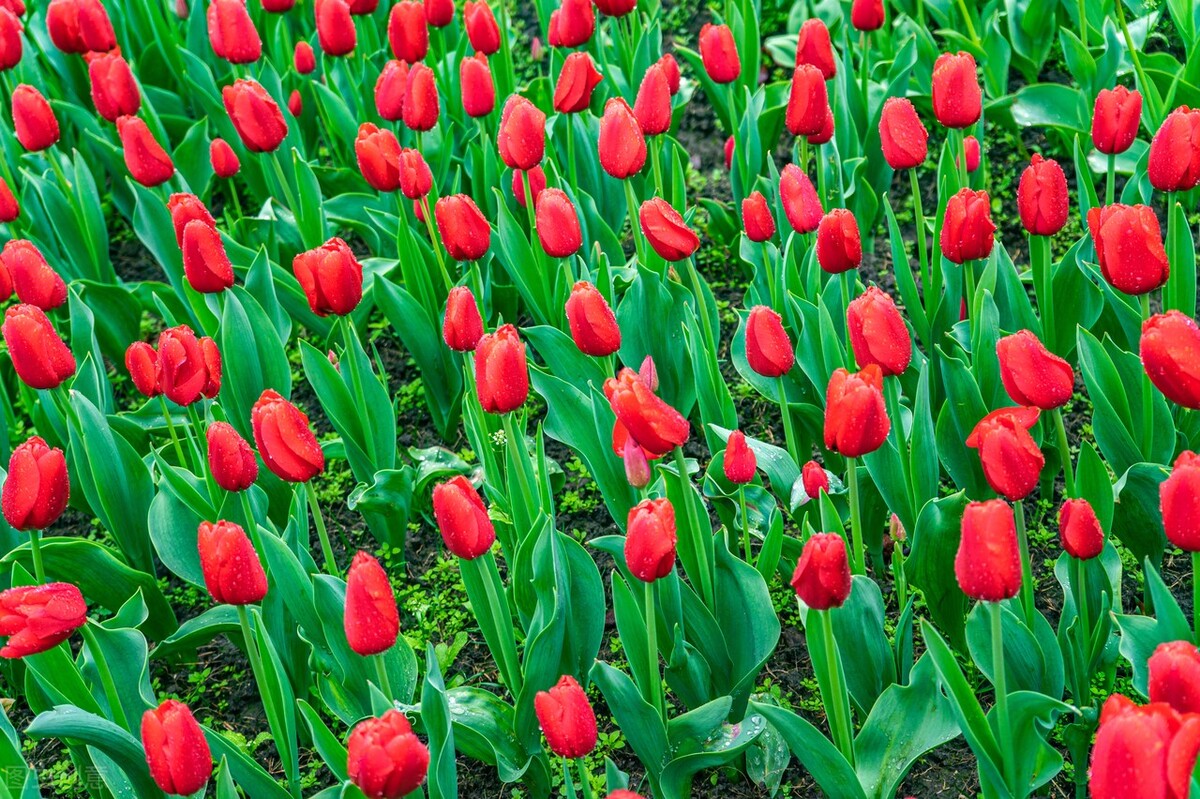 郁金香花语哲理句,郁金香花语文案短句干净治愈