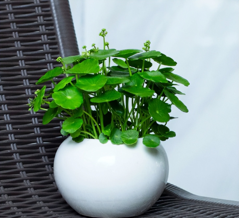 铜钱草的营养价值与功效,生态多样性的作用和意义