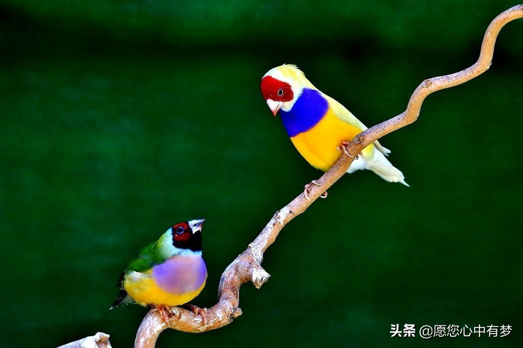 七彩文鸟疾病大全,七彩文鸟咳嗽的表现