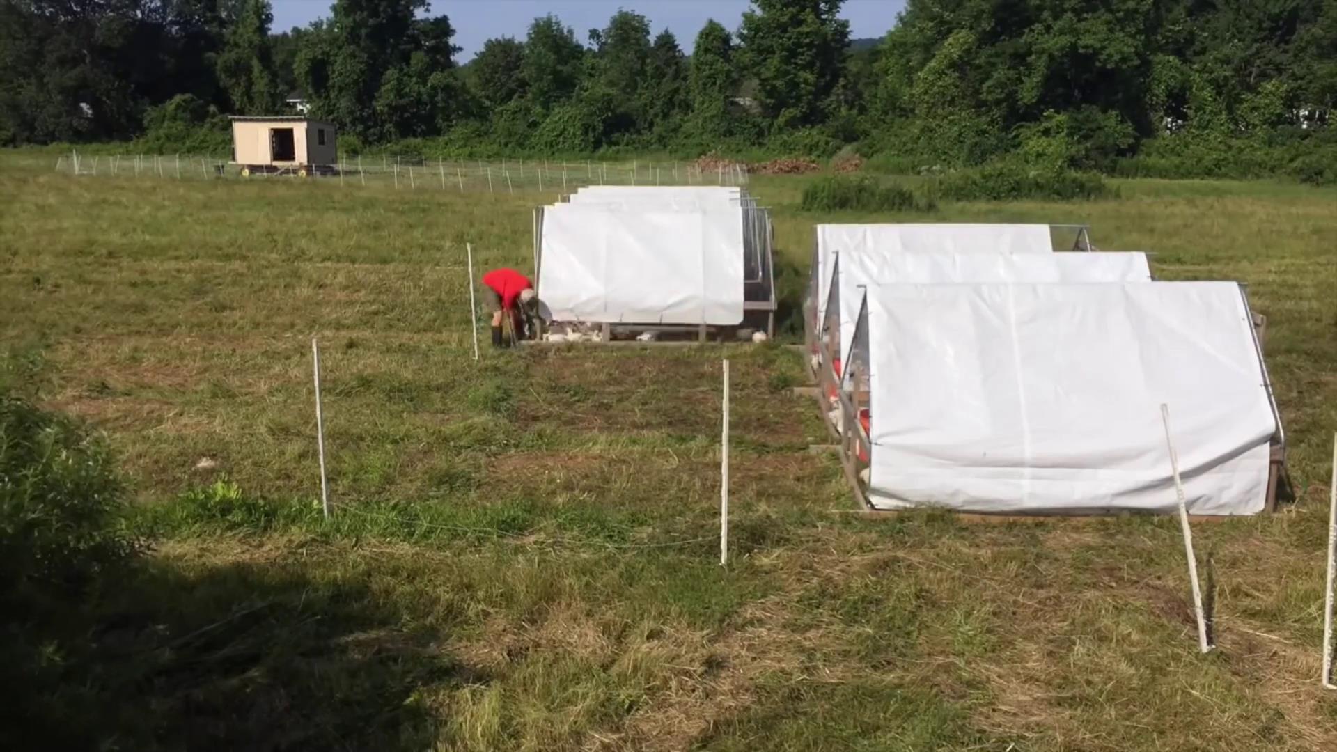 大学生回家创业养鸡投资100万,大学生创业养鸡致富之路