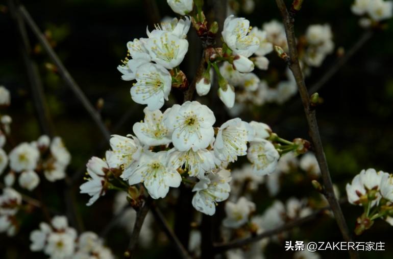 第八批引进高层次科技创新创业人才项目开始申报；河北运动员获得3金2铜；上热搜了！“螺蛳粉”味樱花？