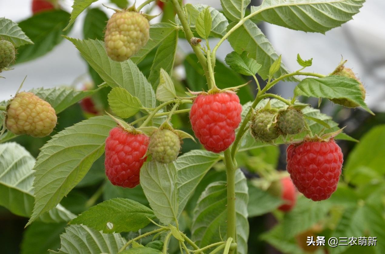 树莓在农村叫什么,树莓口感特别好阳台小院均可种植