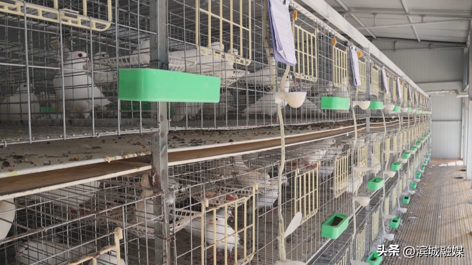 乡村振兴党建引领新做法人民日报,乡村振兴党建引领