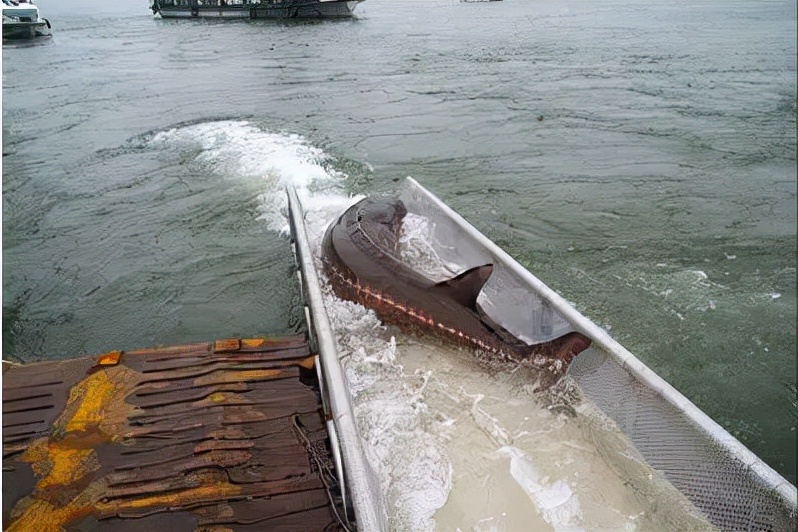 中国最大淡水鱼长江白鲟证实灭绝,长江什么鱼最珍稀中华鲟