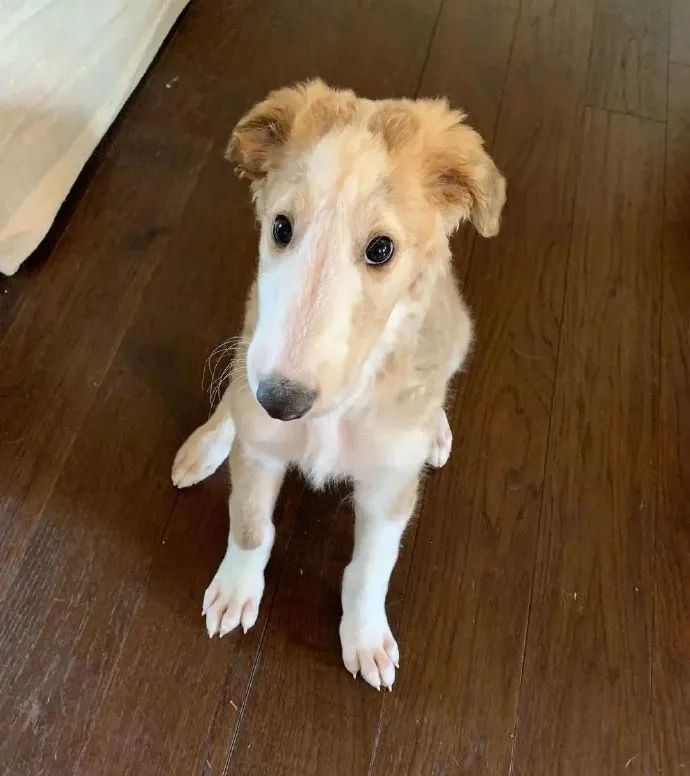 笑死！狗子1个蛋上被蚊子咬了8个包，成巨蛋小子了！