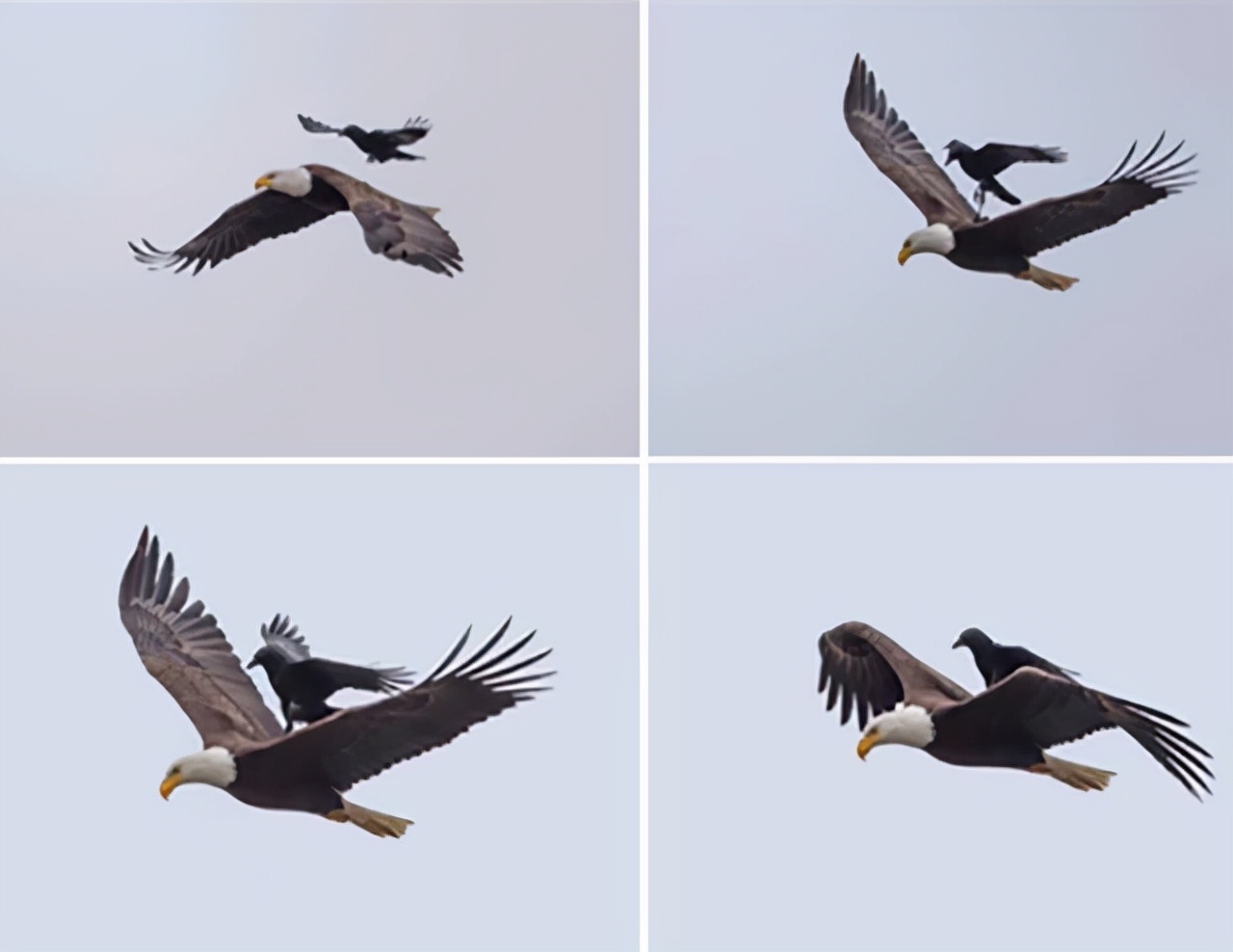 80个难得一见的图片,100个难得一见照片