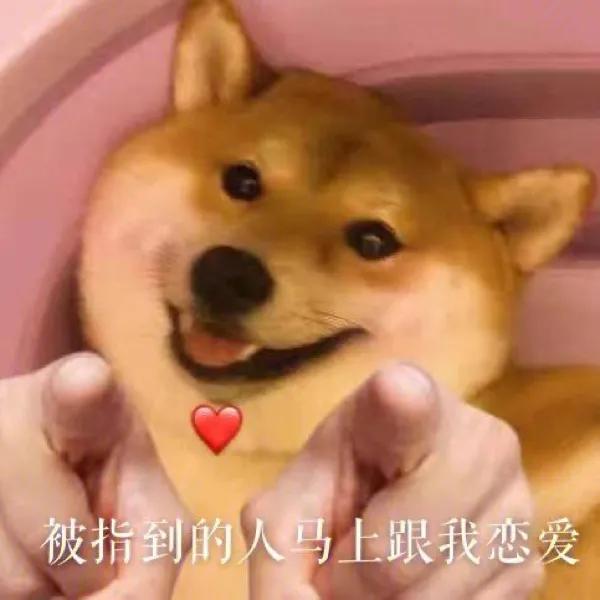 手摸柴犬下巴表情包,柴犬双手合一表情包