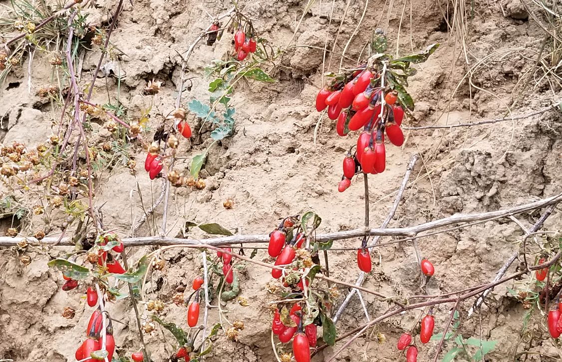 野生枸杞有什么药用价值,野生枸杞有什么作用