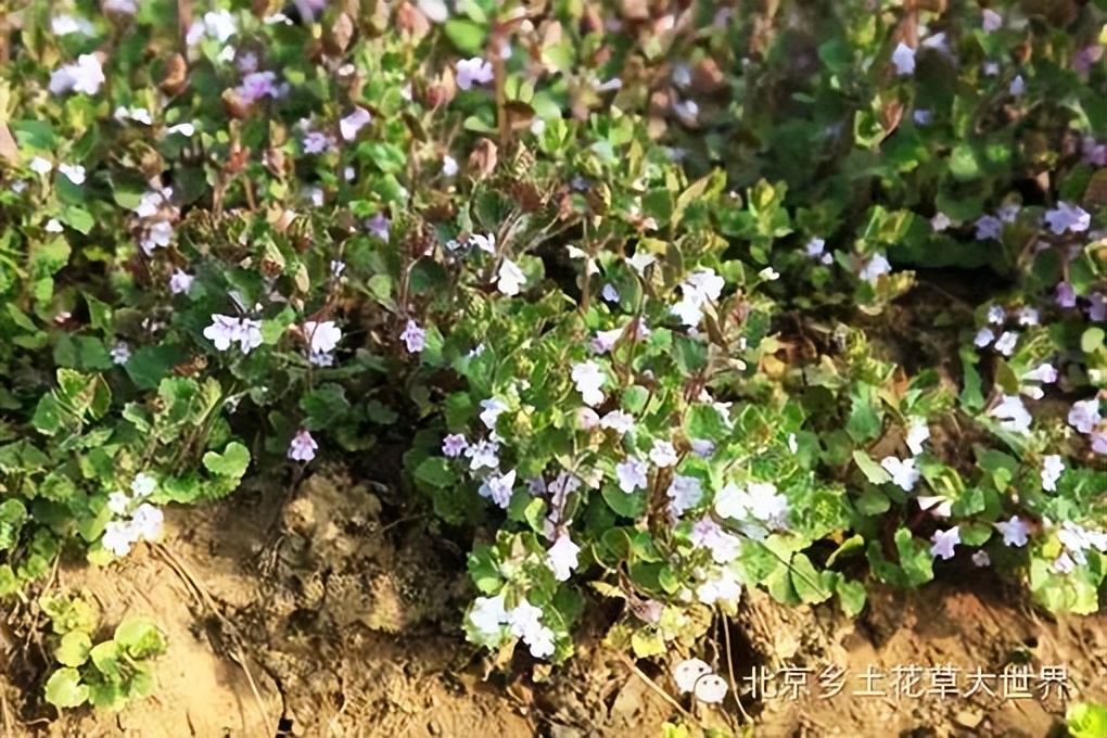 缁挎櫘鏂瑰渾鑺卞崏绉戞妧鏈夐檺鍏徃,缁挎櫘鏂瑰渾