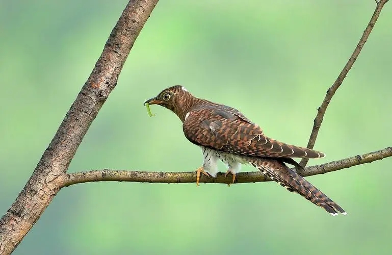 杜鹃鸟鸠占鹊巢是真实的吗,杜鹃鸟鸠占鹊巢同归于尽
