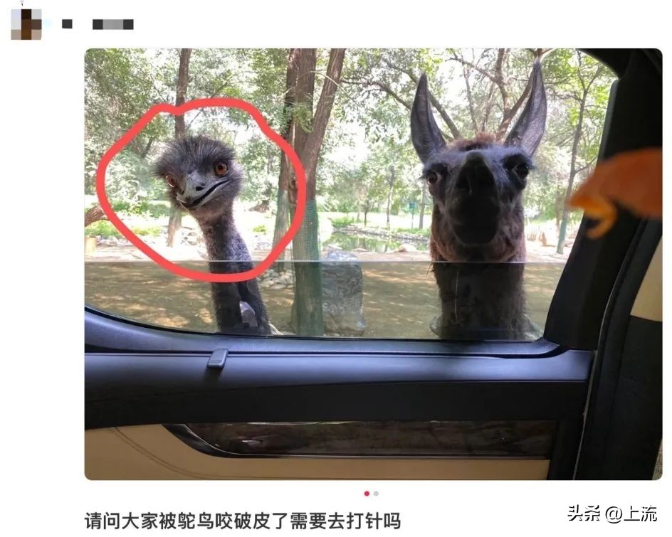 男孩景区遭鹈鹕灌顶,男孩被醍醐灌顶在什么景区