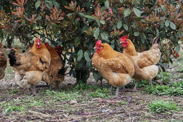 现在市场上销售的乡村鸡是真正的土鸡吗?