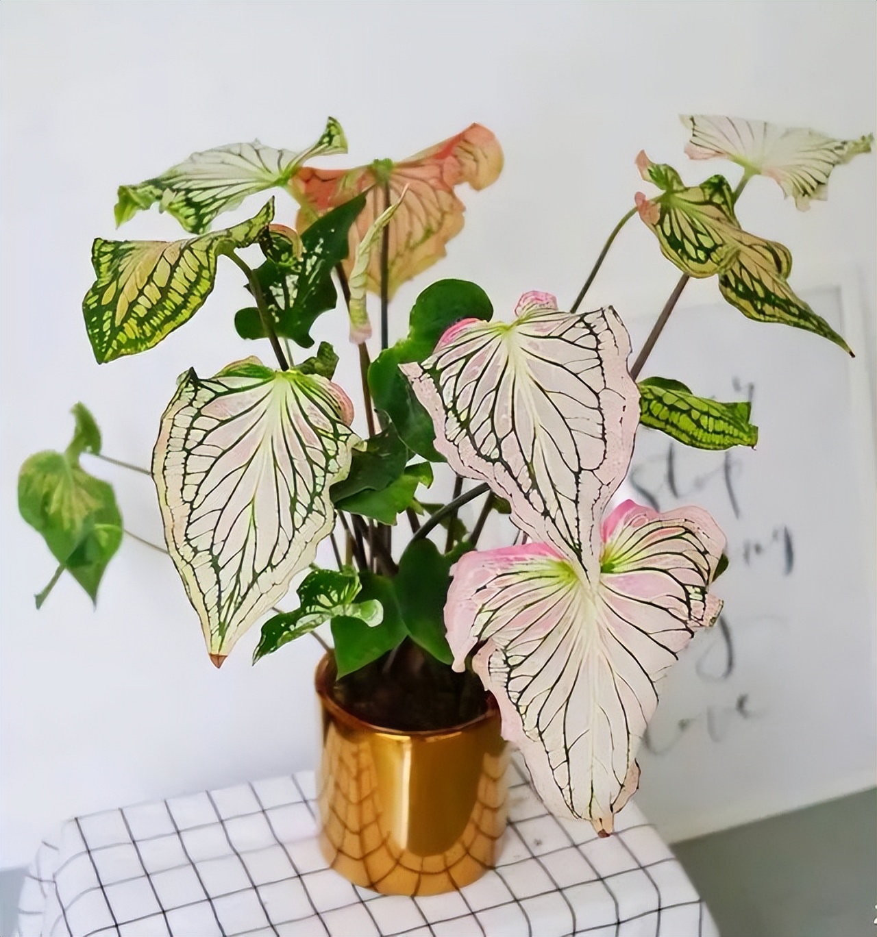 适合室内养的耐阴花和植物,就养这10种耐阴花比绿萝都好养