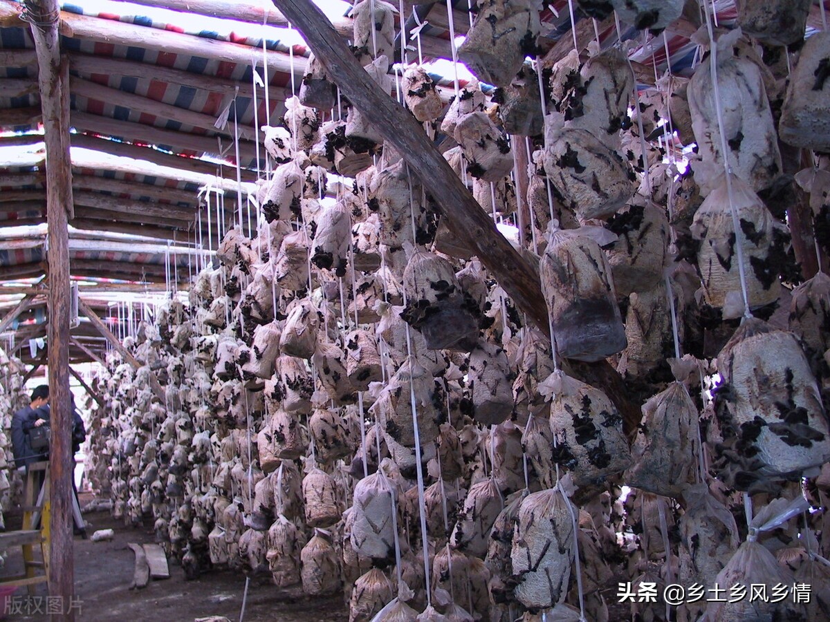 用什么种植木耳成本最低,木耳种植用什么木材