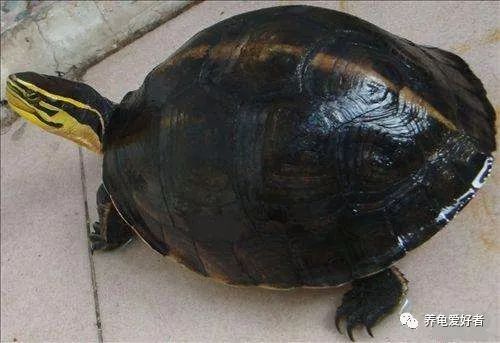 龟冬眠多久能吃食,水龟冬眠醒来什么时候喂食