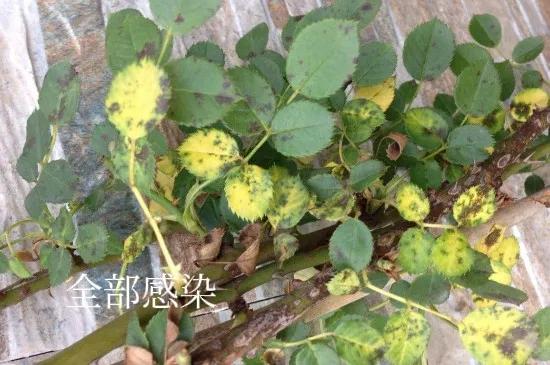 月季黑斑病最有效的方法,月季黑斑病的原因及处理
