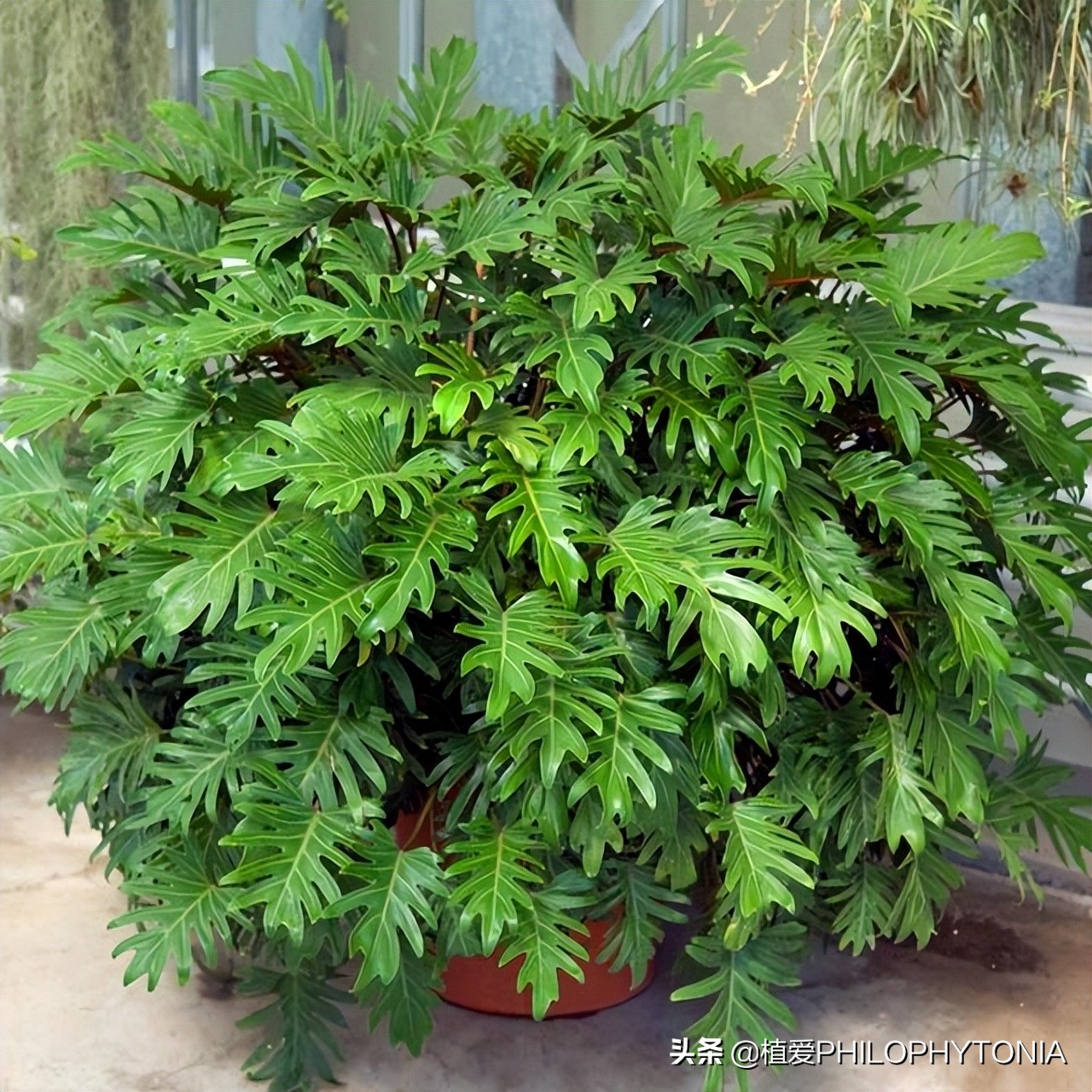 室内大叶片的植物有哪些,有颜色的植物适合室内养殖