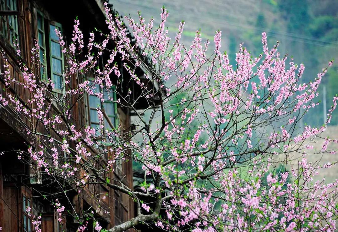 5月底桂林梯田摄影,桂林阳朔山水风光摄影团攻略