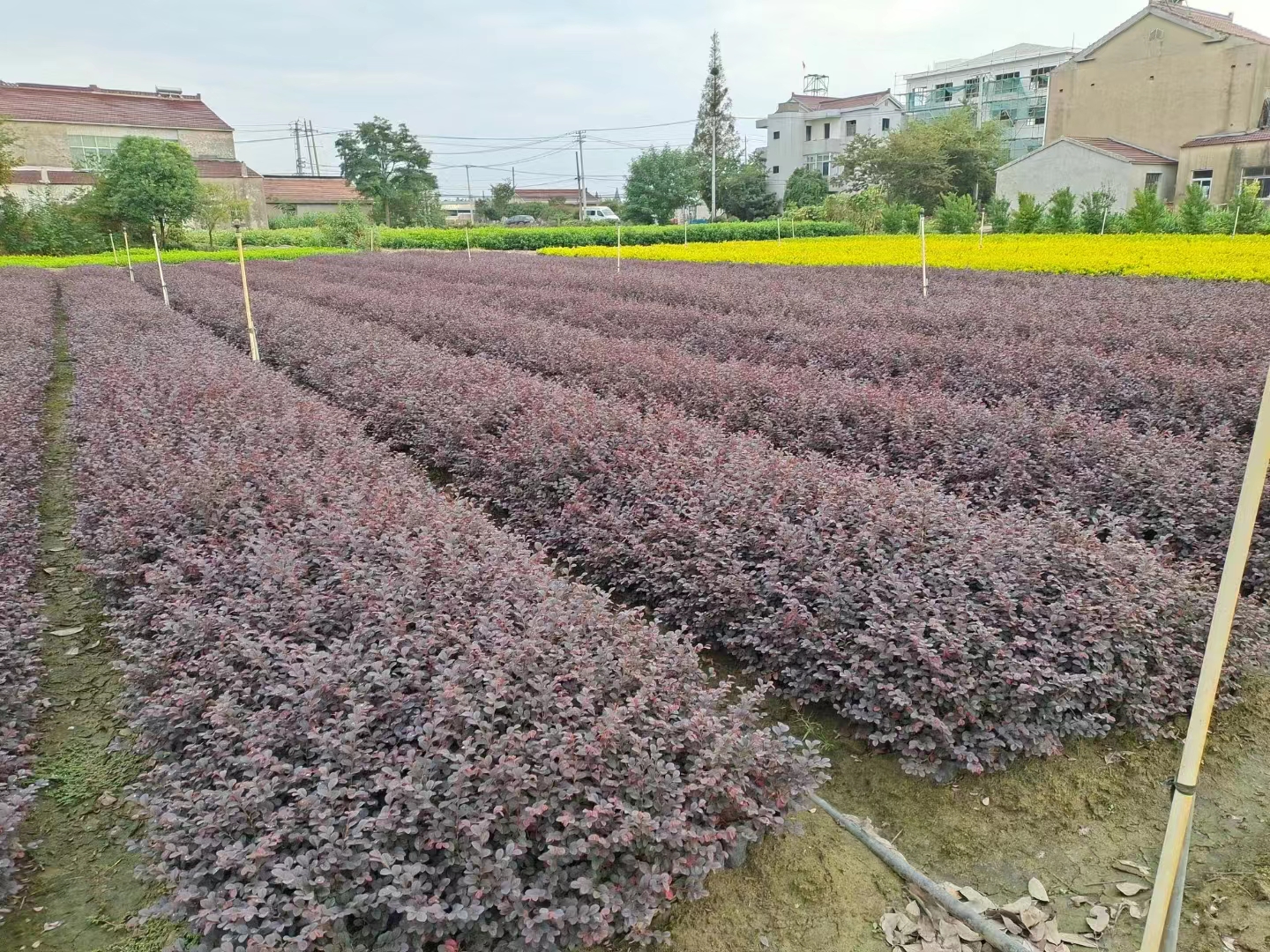 荣佳苗木：关于真草草坪你知道多少?