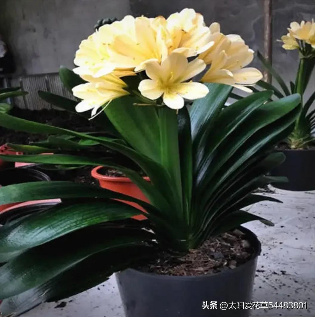 君子兰怎么养才能旺盛容易开花,怎么养君子兰才能开花茂盛