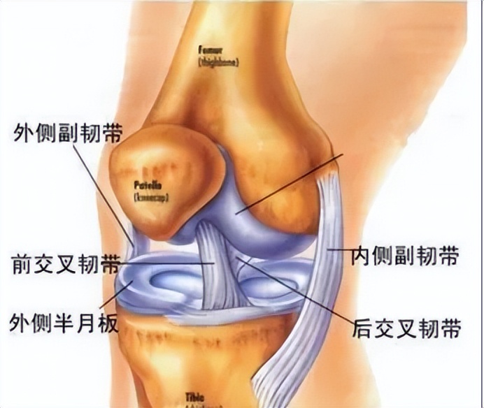 爱运动的人怎么保养膝盖,运动后保护膝盖的动作