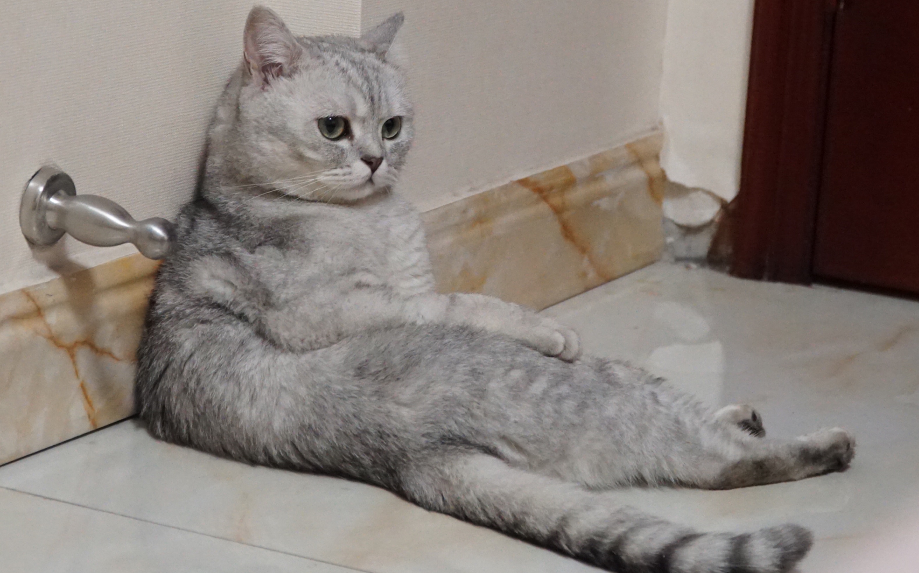 铲屎官回了老家结果给猫喂了猫粮,新手铲屎官注意让猫咪远离毒猫粮