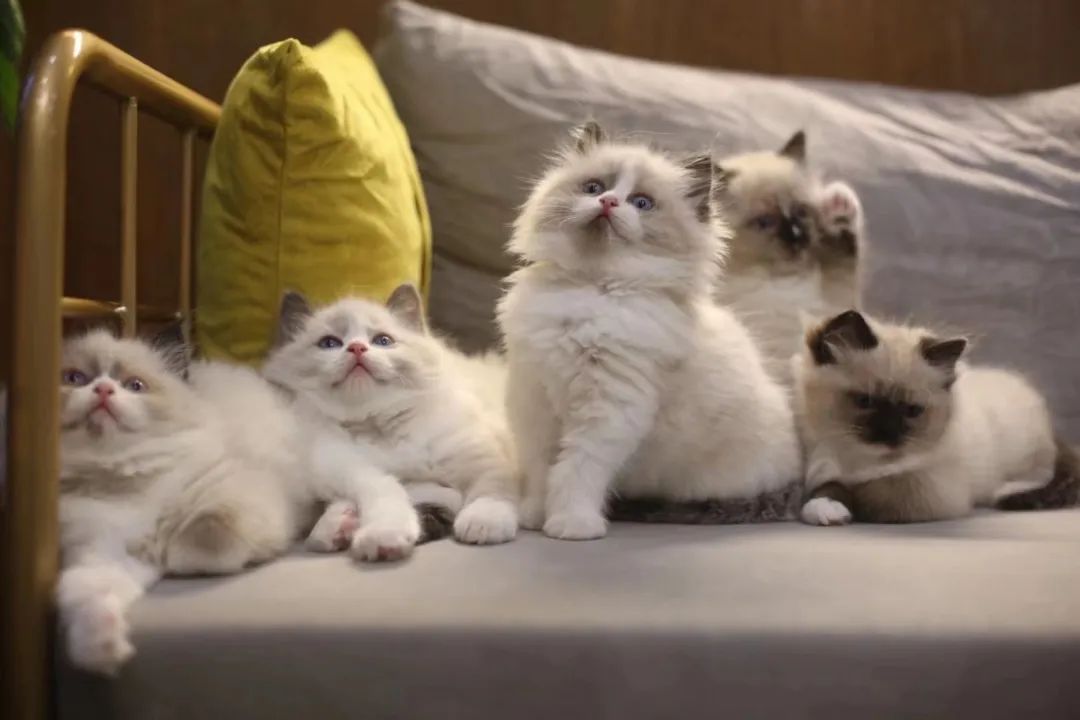 全国首个宠物方舱媒体评论,全国首个宠物方舱建成