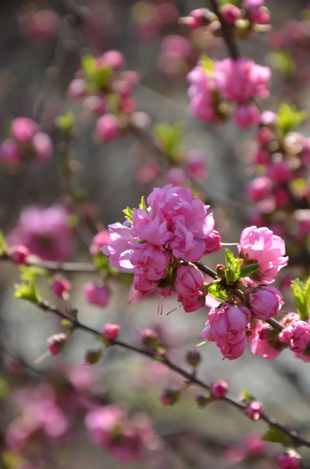 citywalk用脚步丈量城市,开启随性自由的citywalk