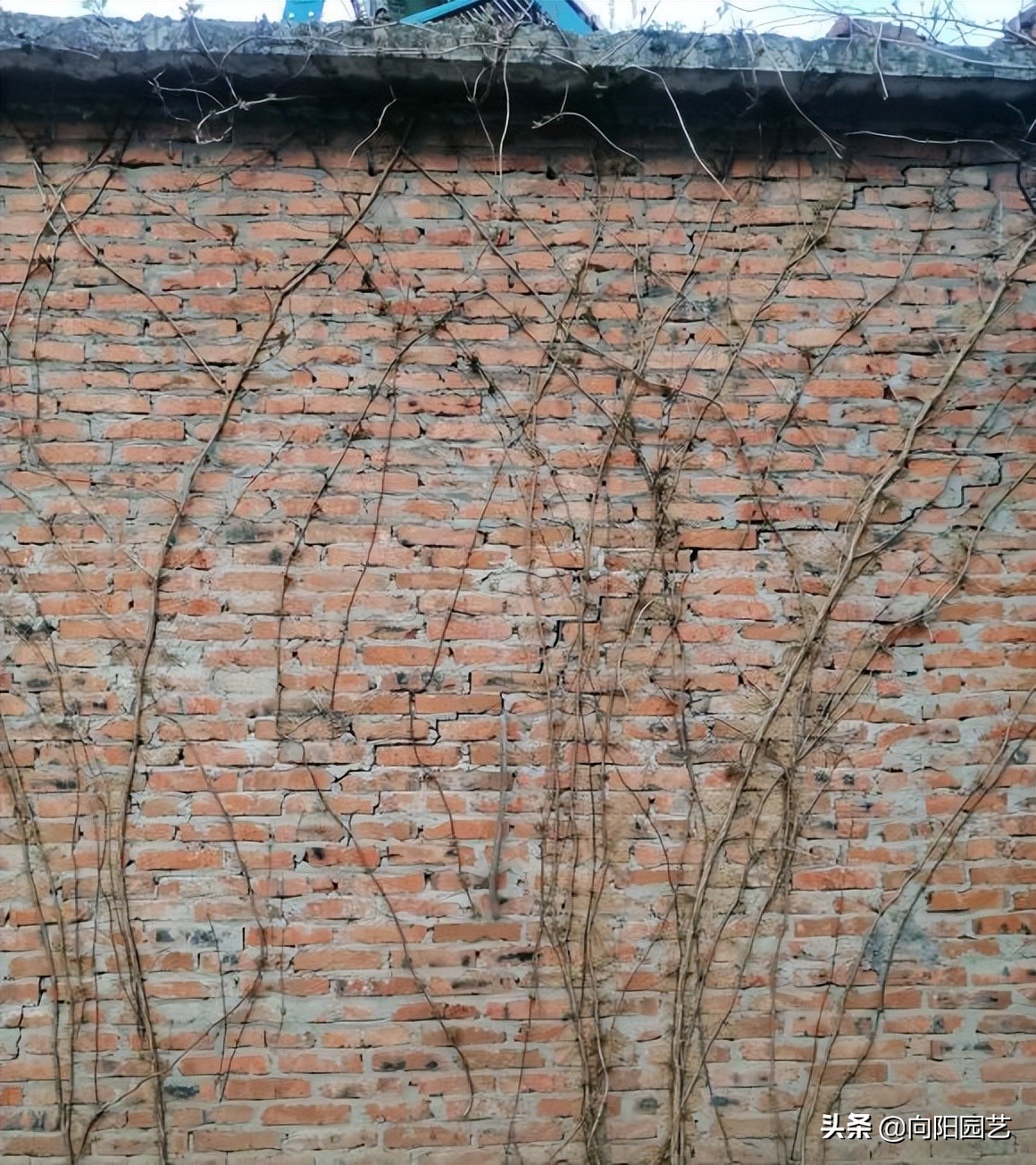 庭院种植竹子需要注意什么,小院后花园种植竹子注意什么