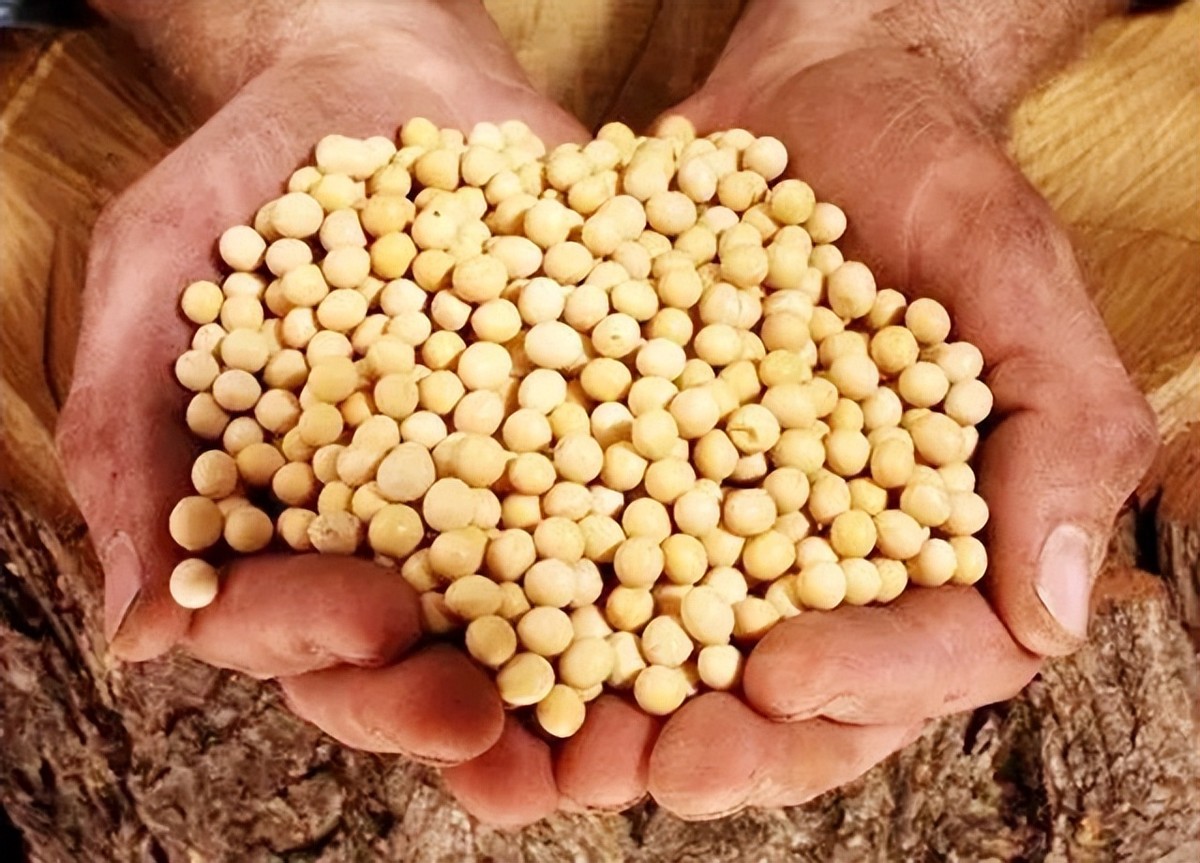 巴西对中国出口大豆问题,巴西大豆对中国出口新政策