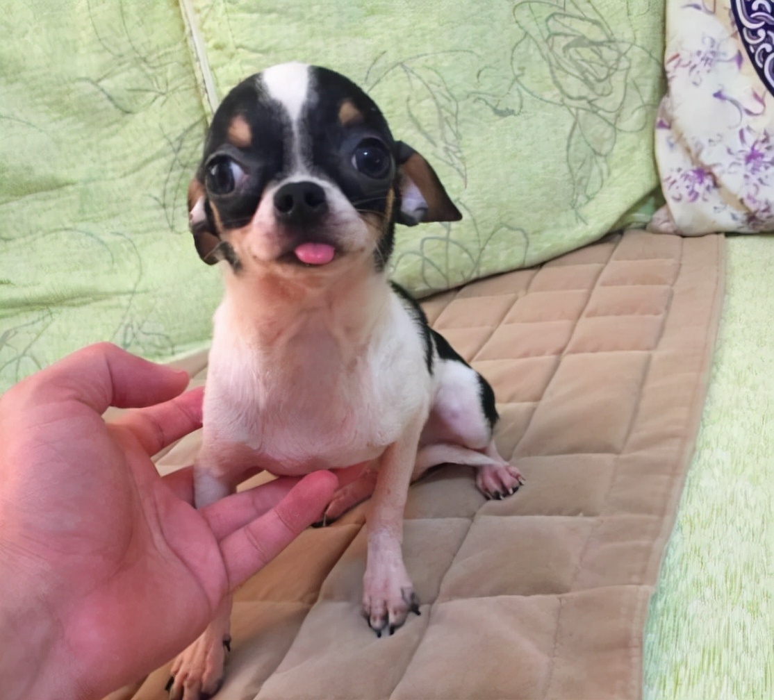 小型宠物吉娃娃好养吗,吉娃娃不建议养的狗有哪些