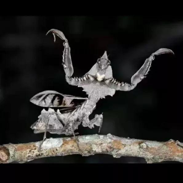 螳螂吃掉自己丈夫的头,螳螂为什么吃掉配偶螳螂吃蛇