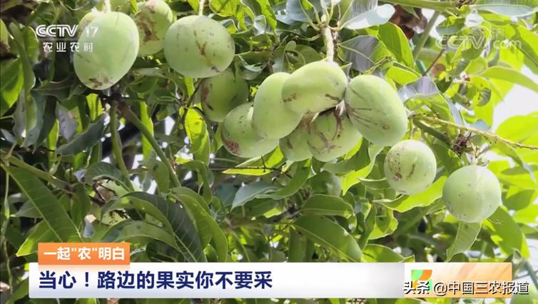 路边的绿化果,路边的绿化树叫什么