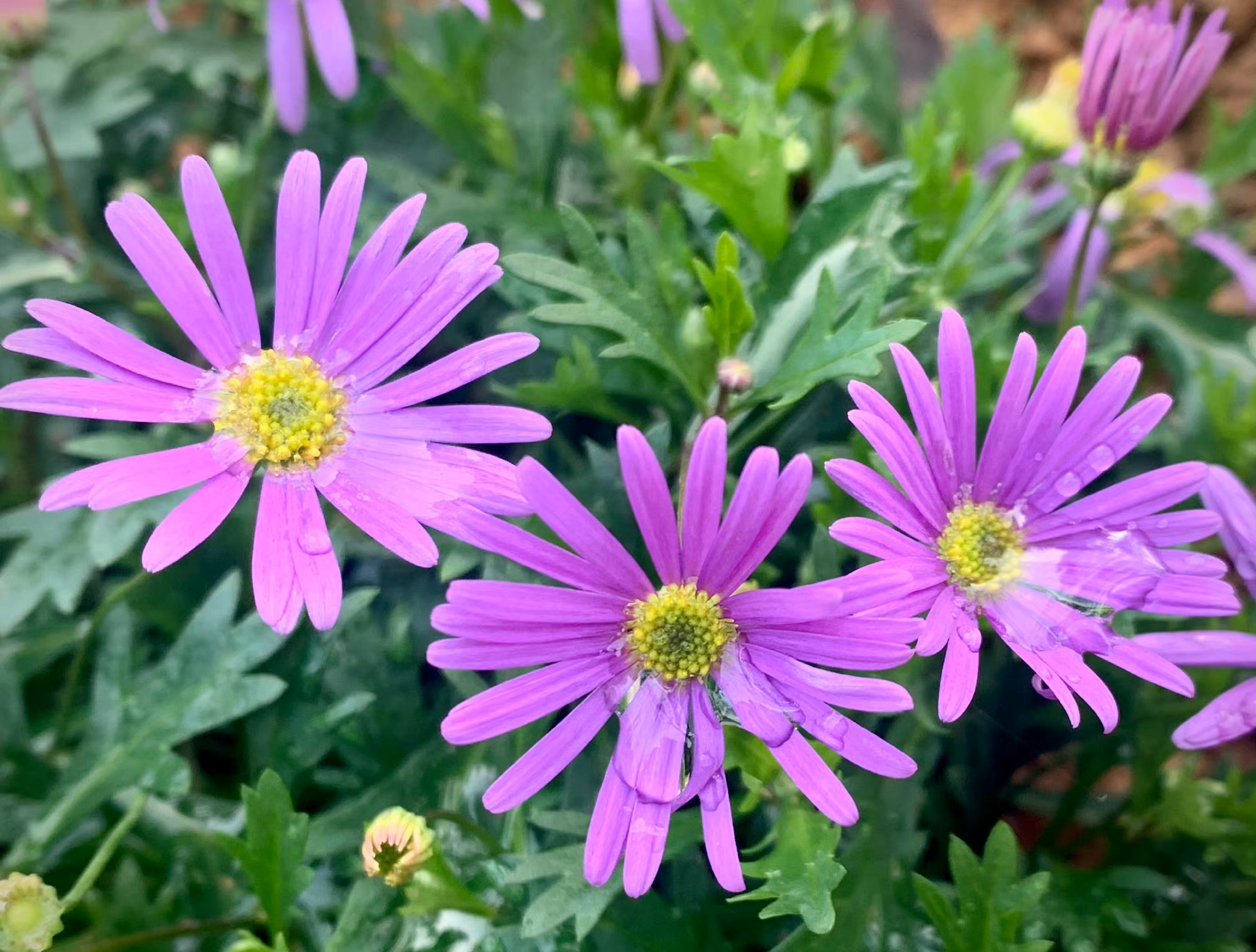 花朵不美，于是开在百花未开之际，方可招引蜂蝶，美丽不可及